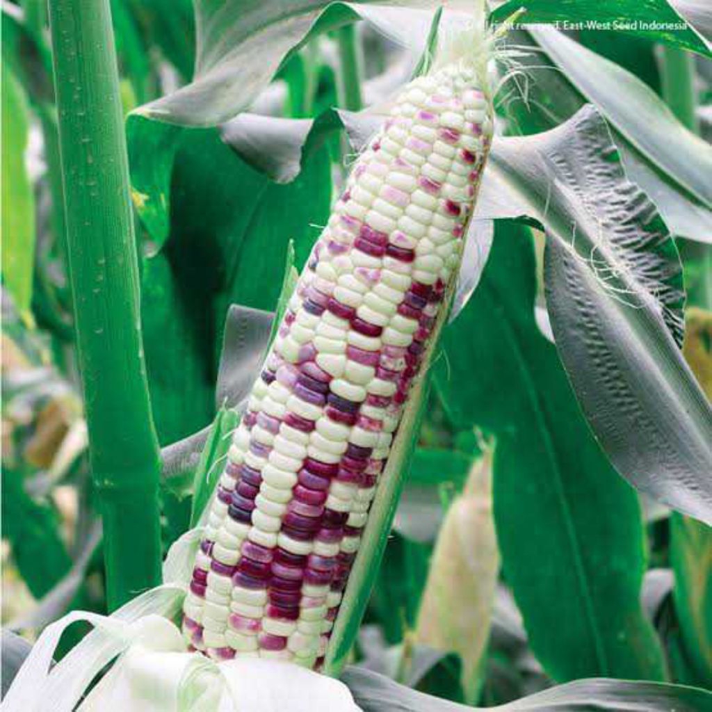 Benih Jagung Ketan Pelangi Jagung JUTAWAN F1 CAP PANAH MERAH Bibit Benih Biji Jagung Aneka Macam Ben