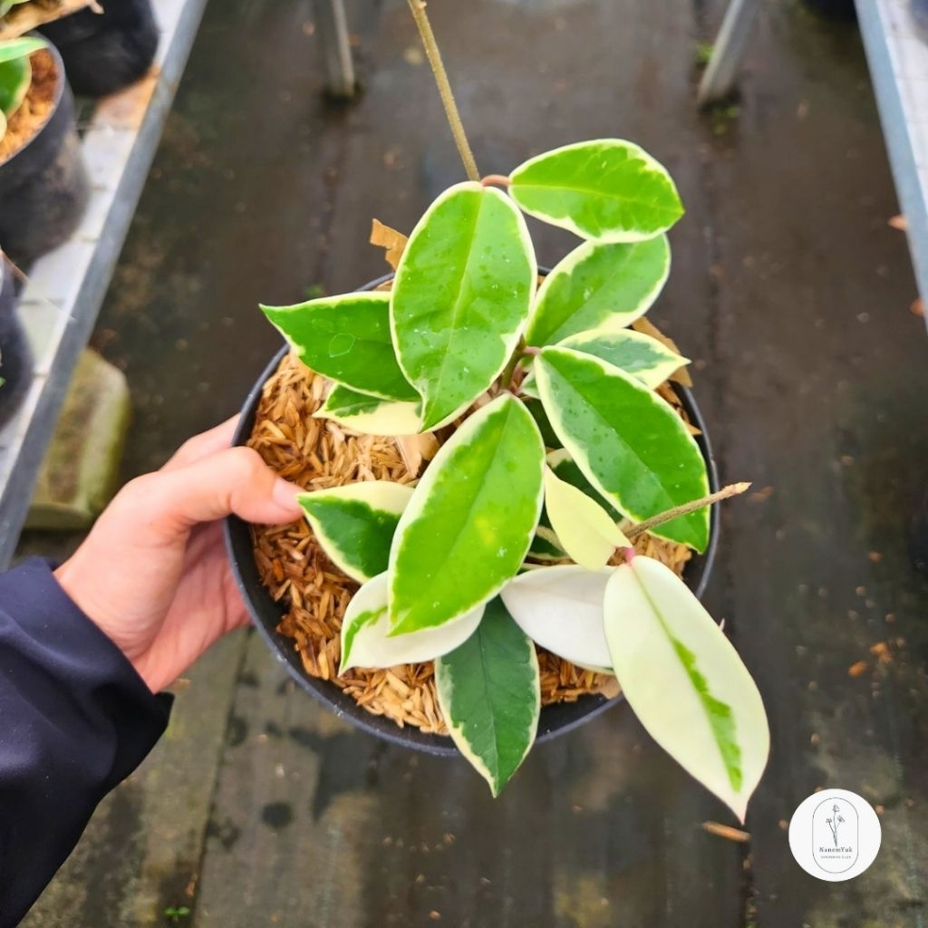 Hoya Carnosa Variegata