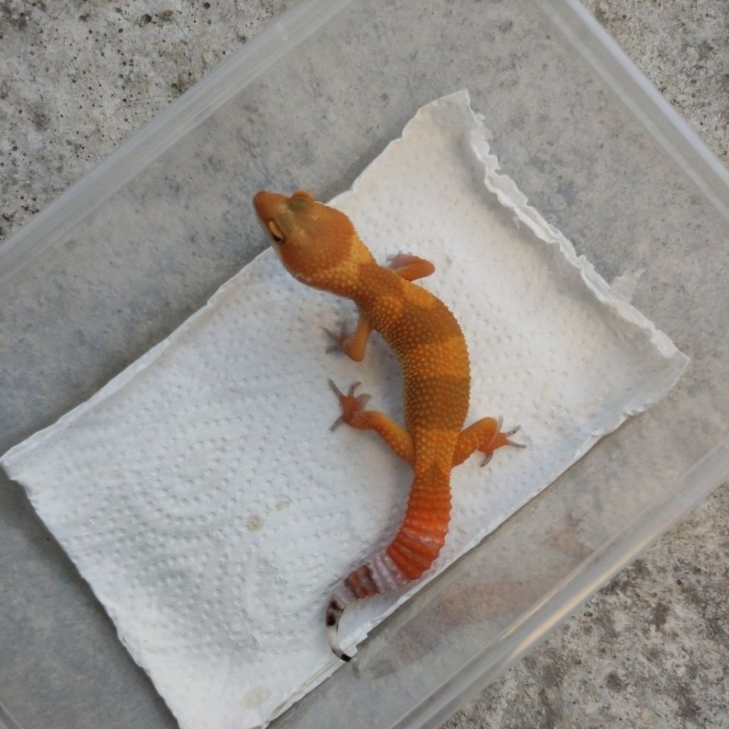 REPTILE GECKO SHTCTB JUVE