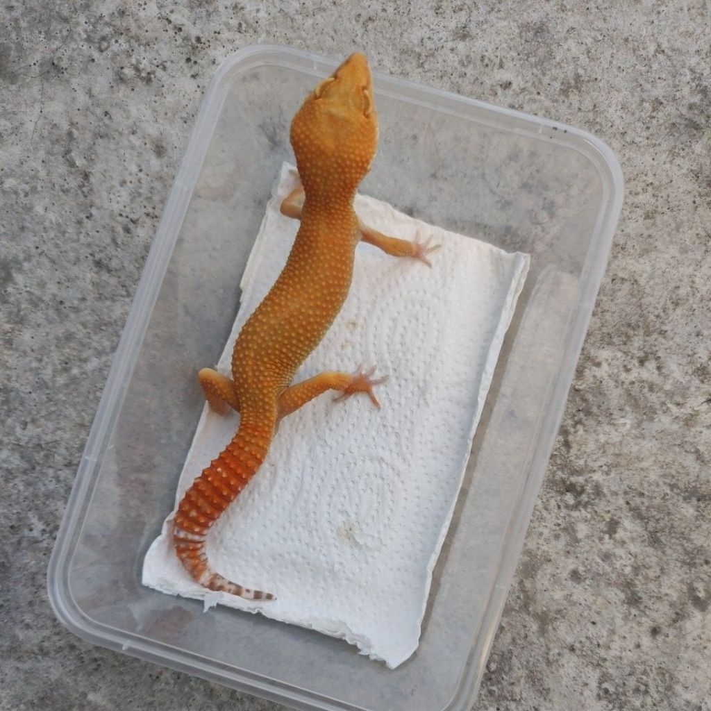 GECKO SUNGLOW DEWASA MALE