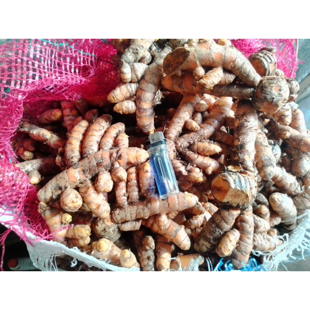 

Kunir Bondowoso / kunyit Bondowoso / kunir besar /kunir segar