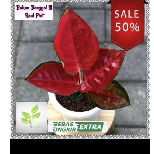 Aglonema suksom mangkok