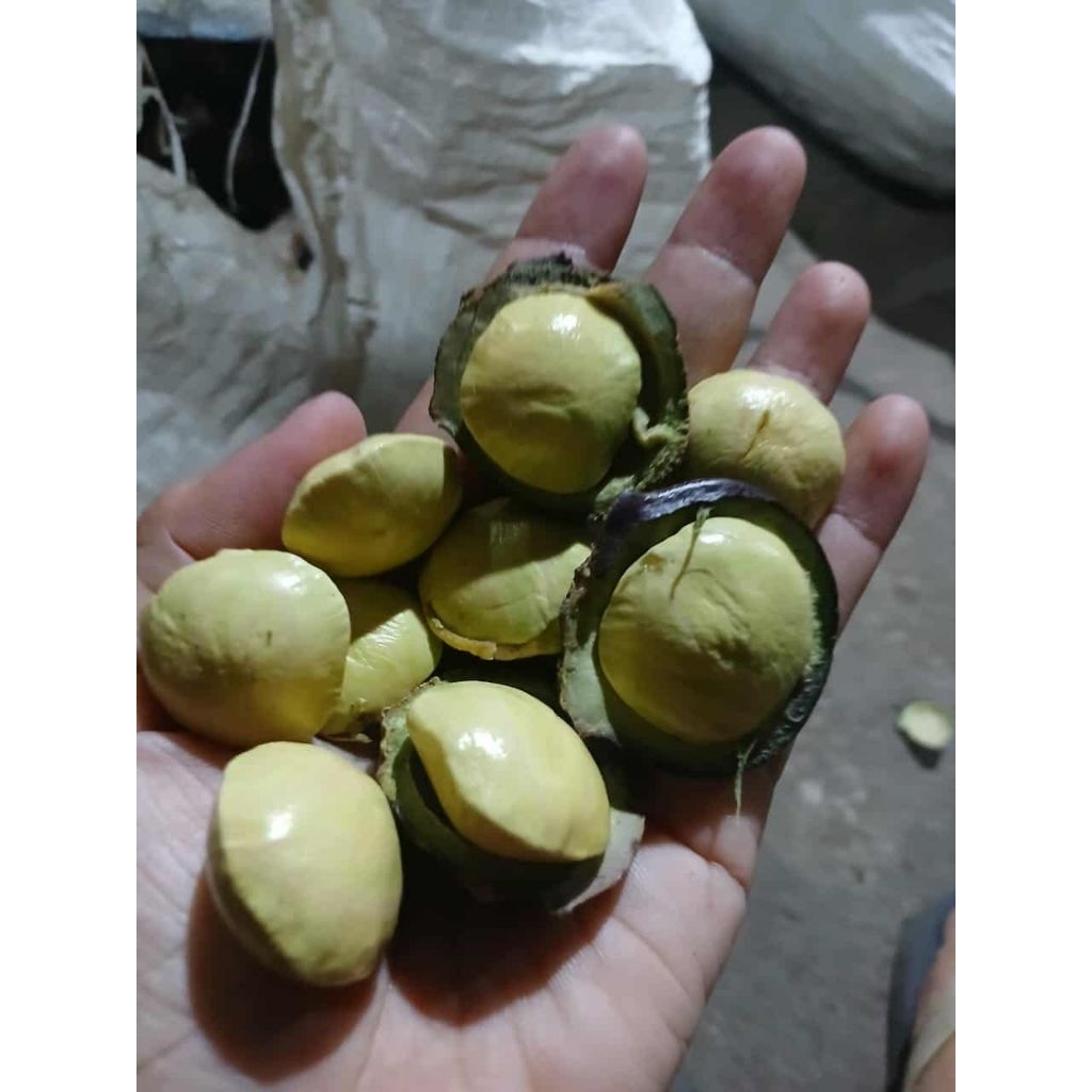 

Jengkol Muda