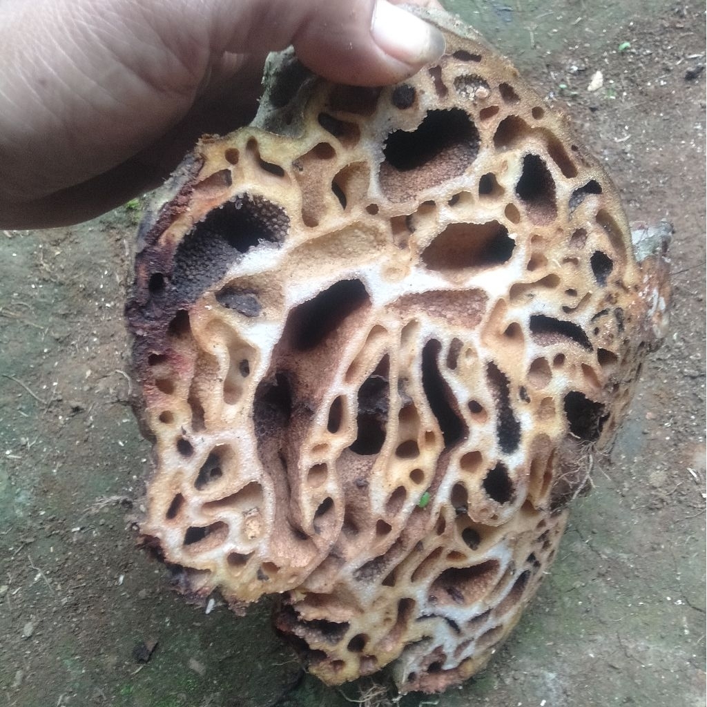 

sarang semut asli sarang semut basah 1kg