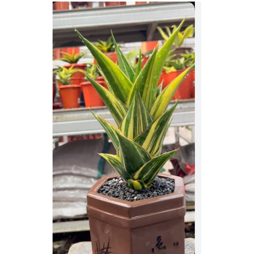 sansivera tower varigata