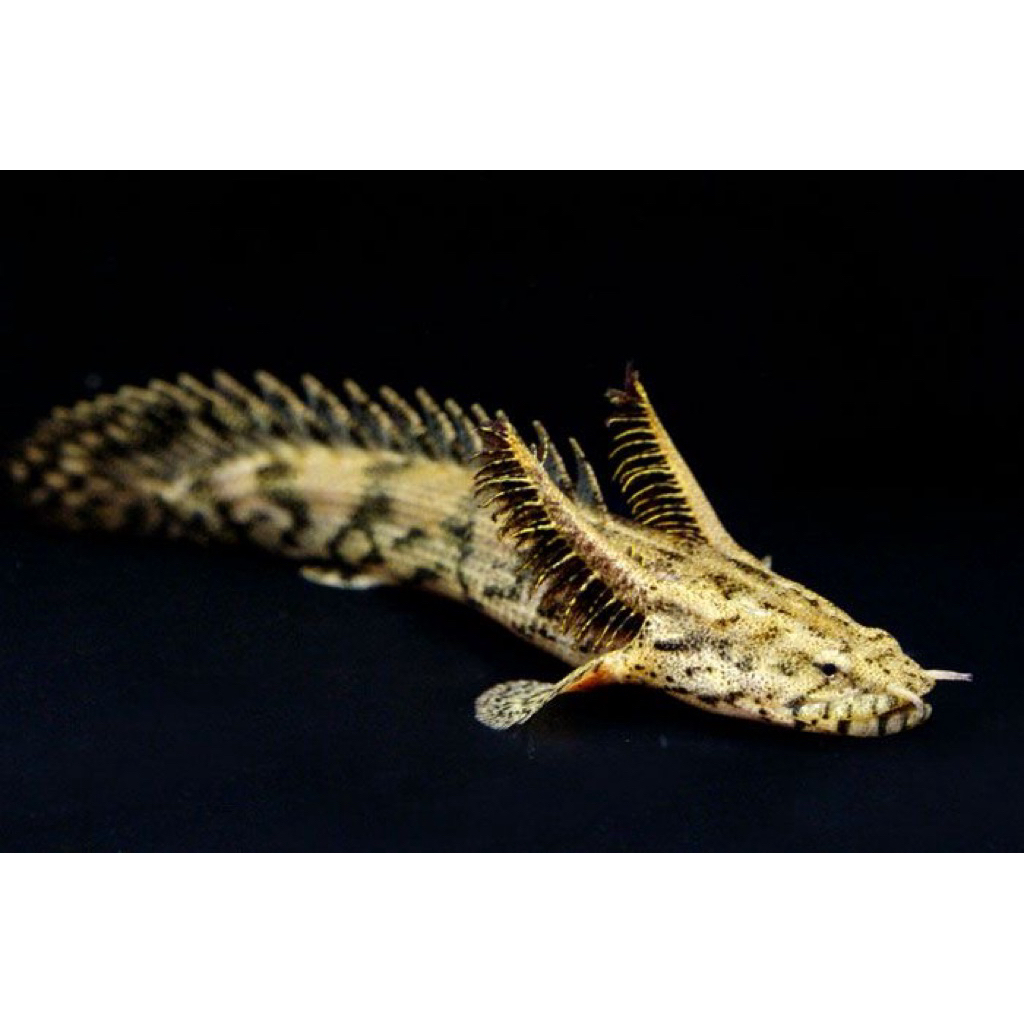 palmas endlicheri polypterus INSTANT ONLY