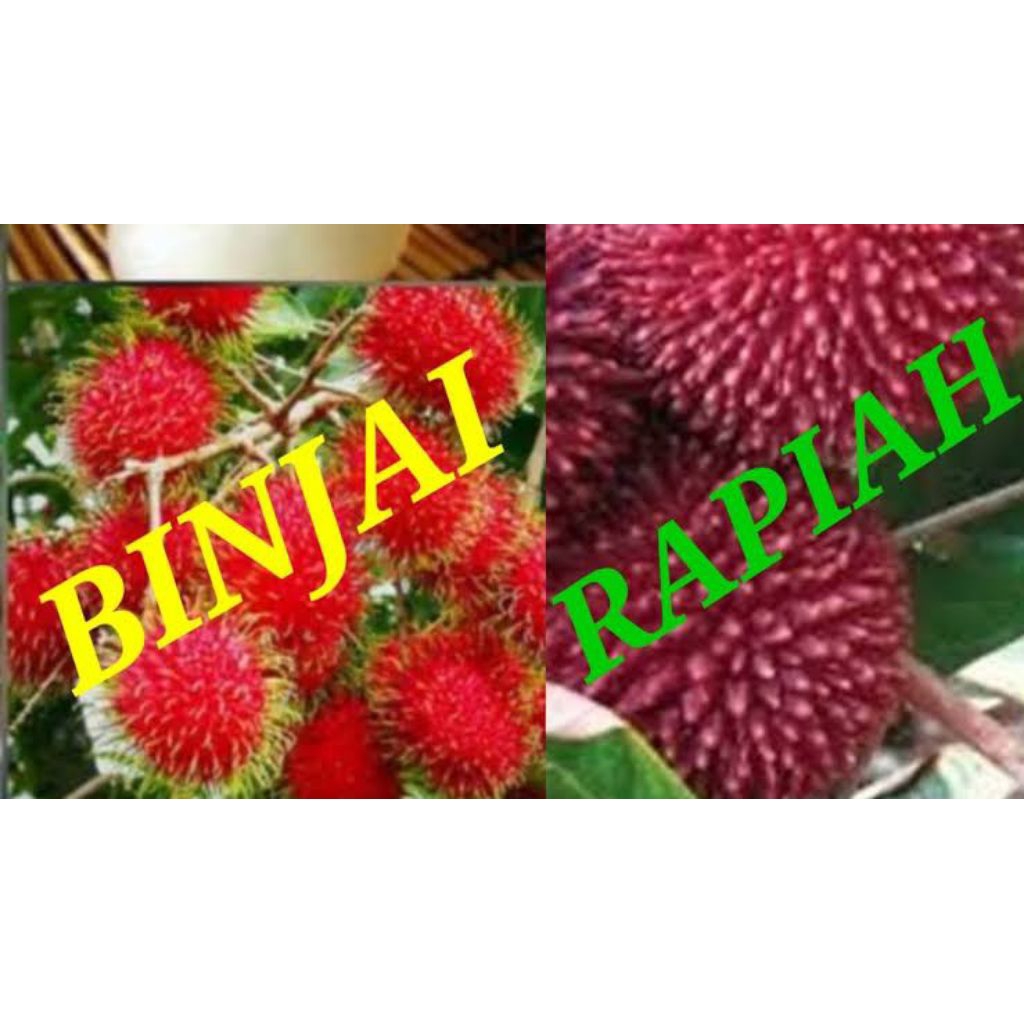 bibit buah rambutan binjai dan rapiah