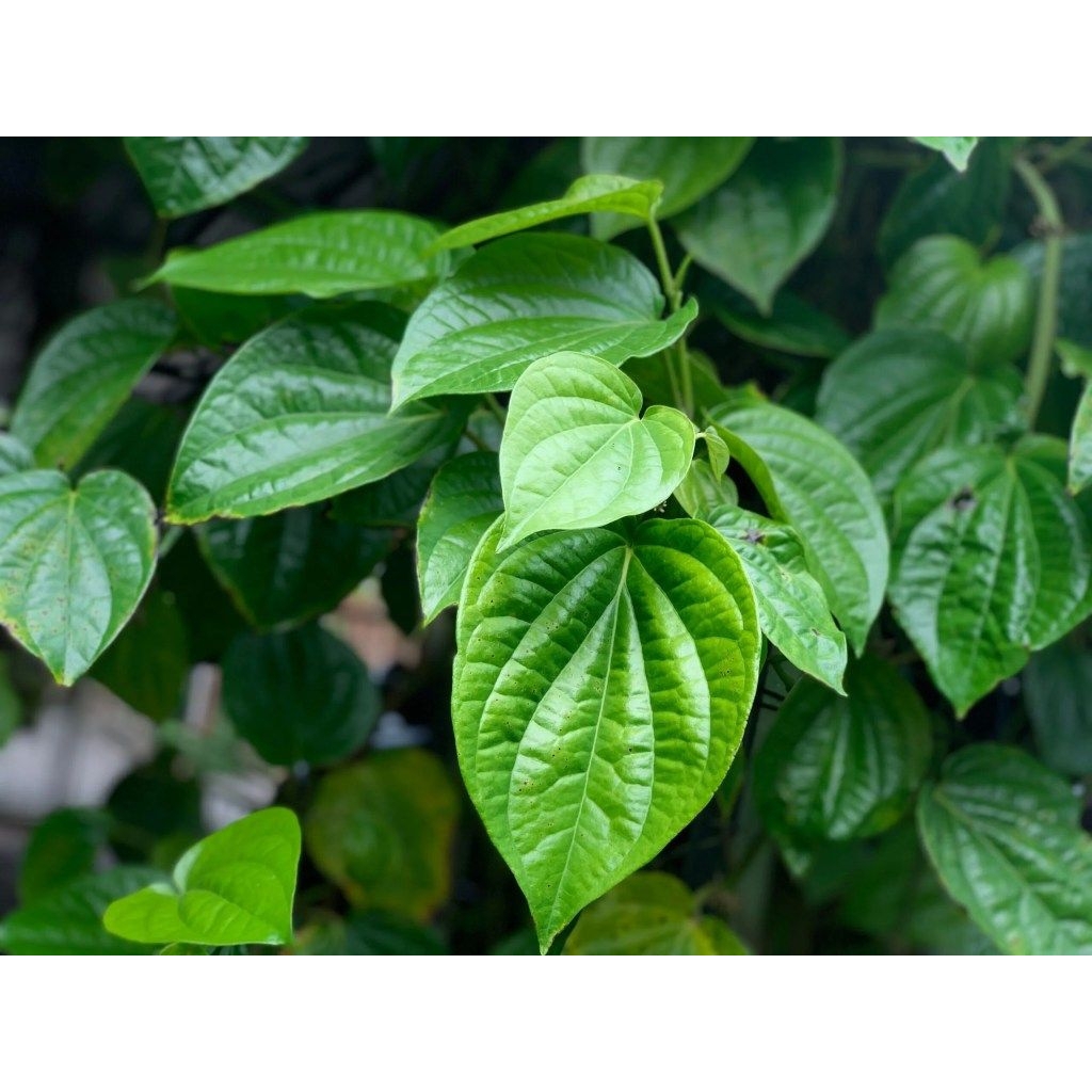 

DAUN SIRIH 20 LEMBAR