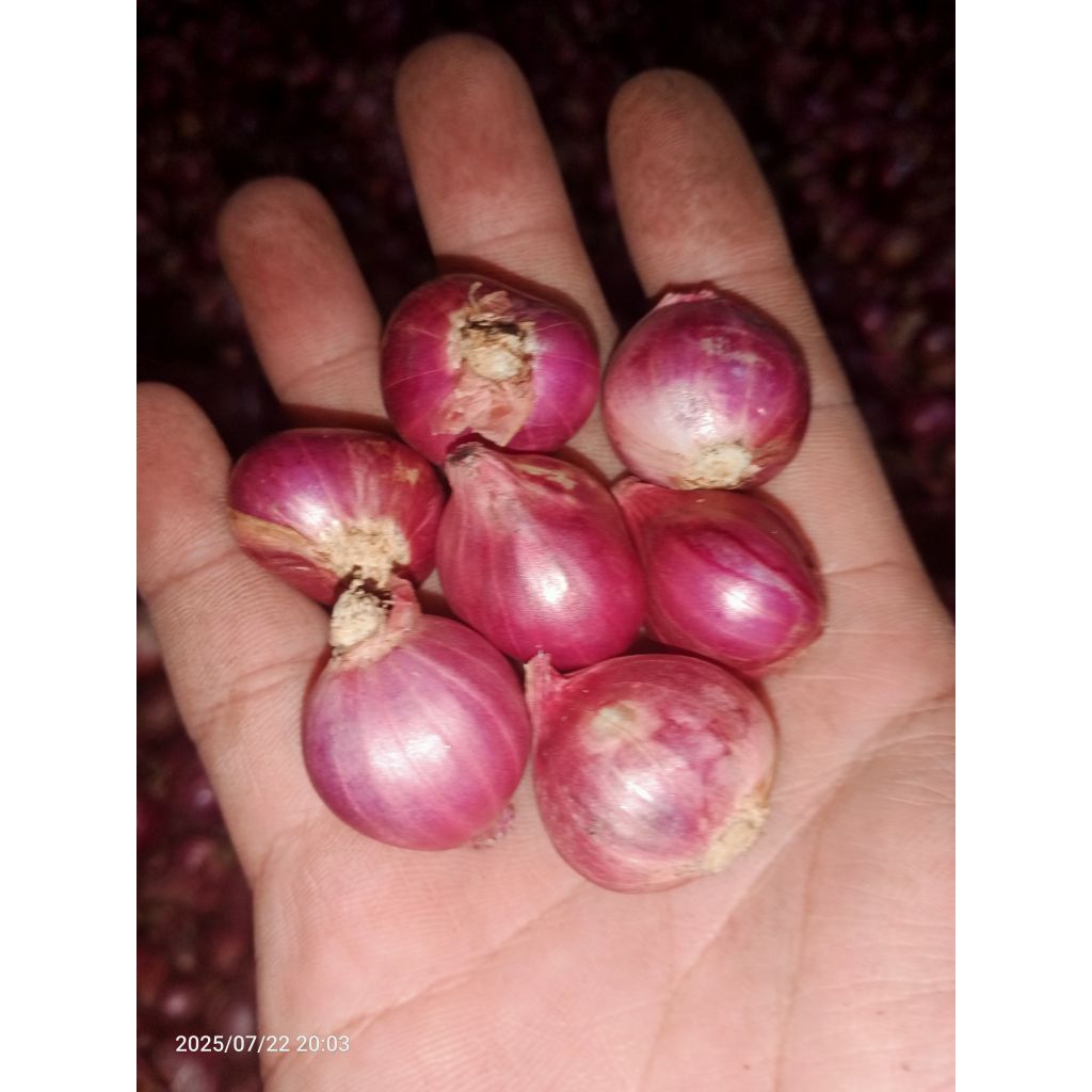 

Bawang merah uk tanggung besar 500 gram