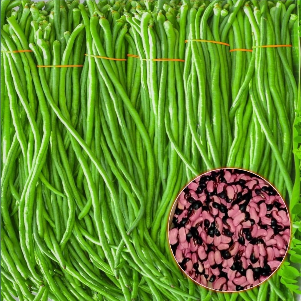 TERMURAH 100+BENIH KACANG PANJANG NUGEN PILIHAN