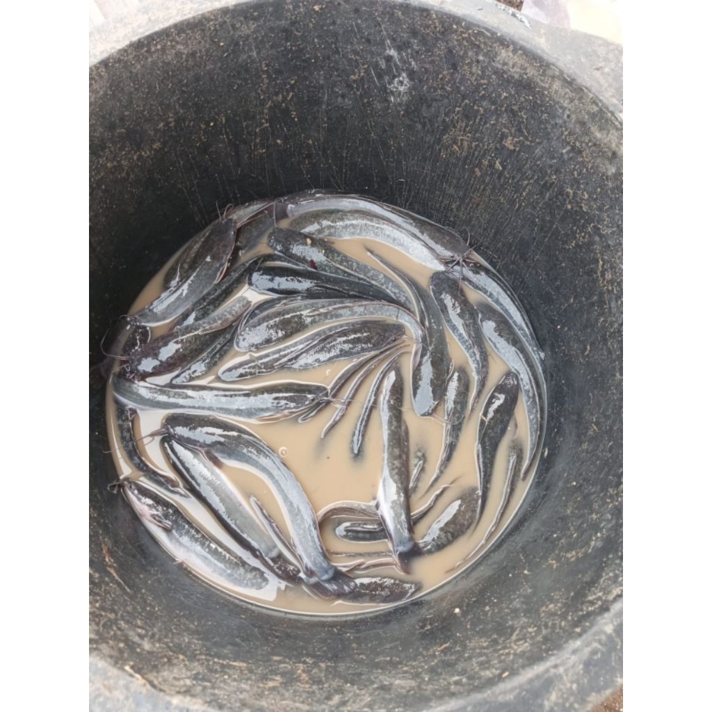 

Ikan lele segar 1 kg ( isi 10 sampai 12 ekor )