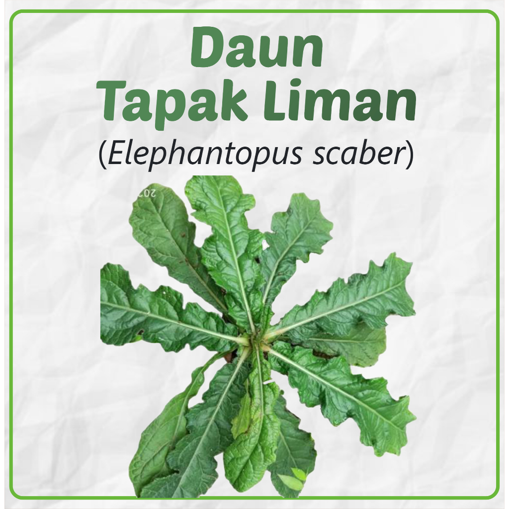 

DAUN TAPAK LIMAN HERBAL/ VIAGRA JAWA FRESH PER POHON
