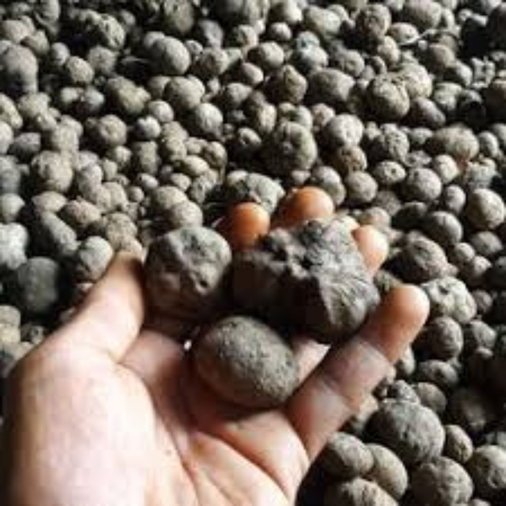 bibit katak porang dorman super siap tanam / bibit porang katak dorman kualitas baik Tanaman