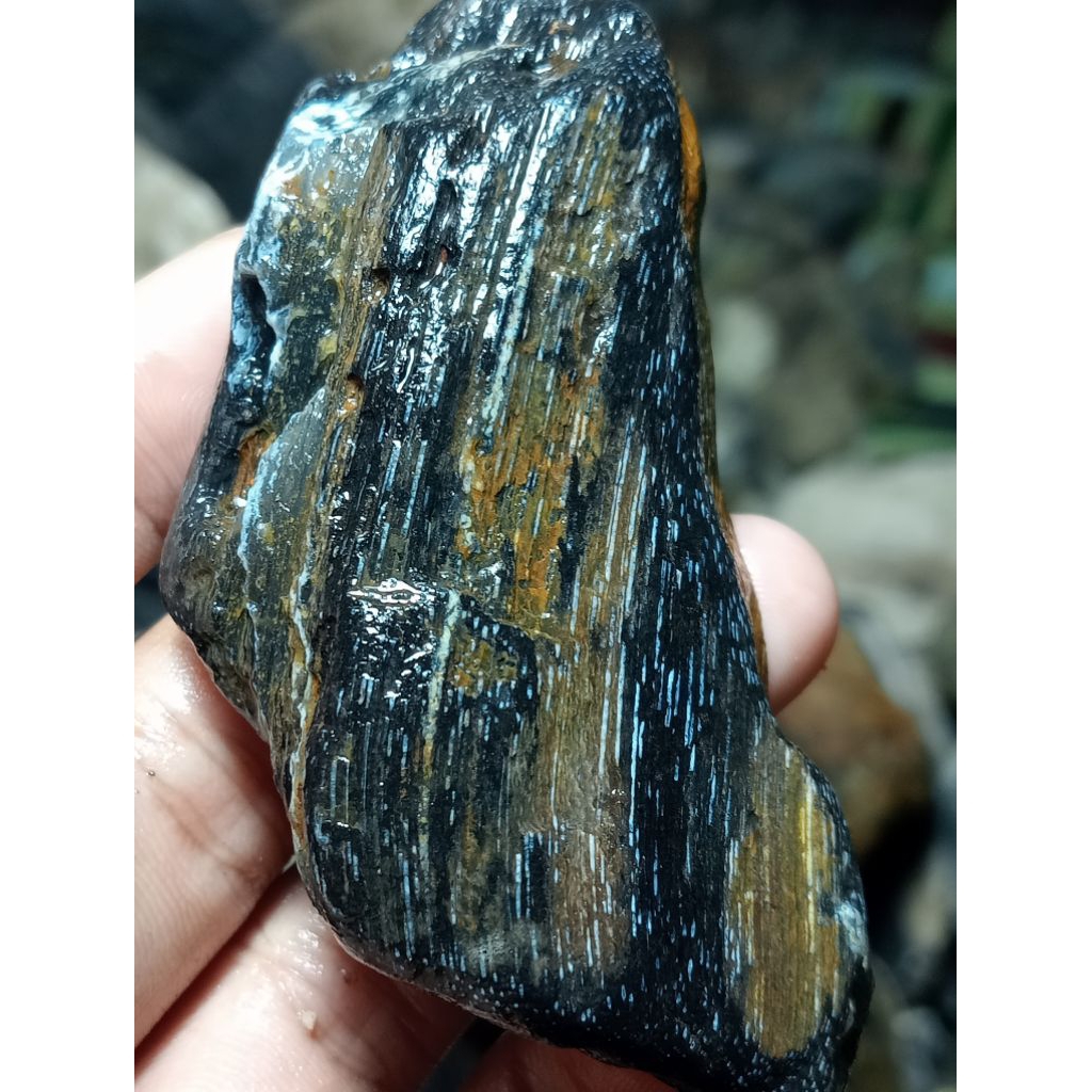 satu bongkah forsil kelor
