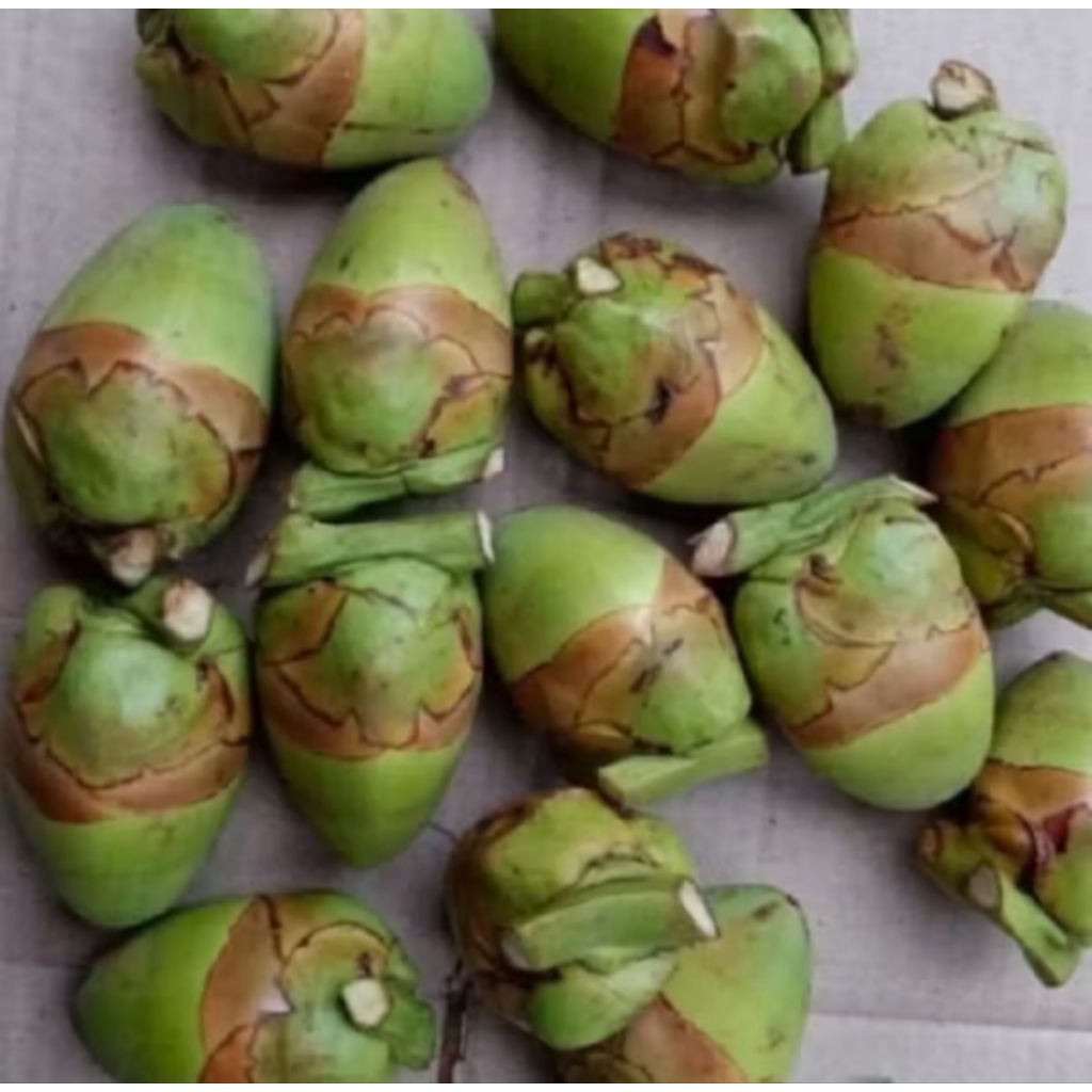 

Beluluk/Tembuluk Buah Kelapa Kecil Fresh Segar Herbal Isi 10pcs