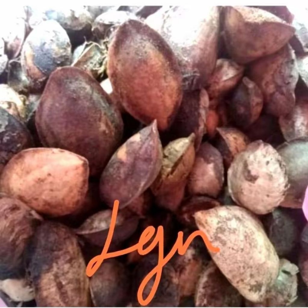 

Buah Ketapang Kering Pilihan - Siap pakai kualitas eksport 1kg