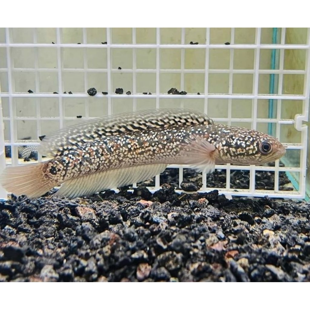 Cana Asiatika WS pure sigle tank 5cm