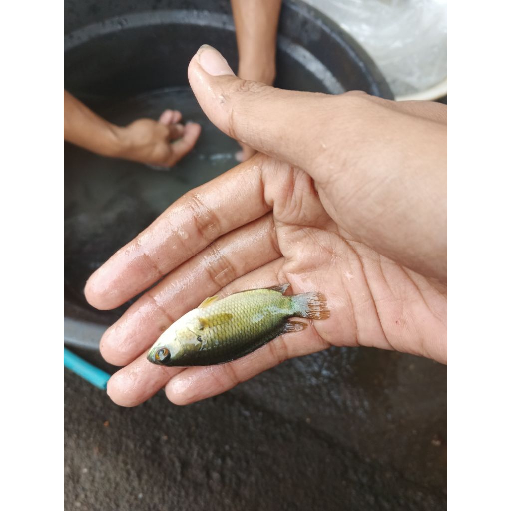 bibit ikan betok ukuran 4-6cm