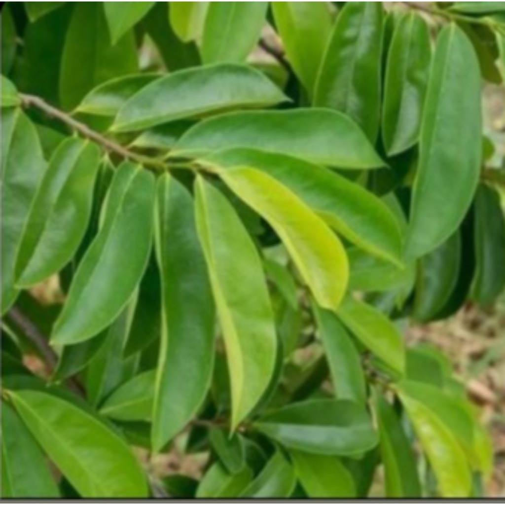 

Daun Sirsak Kering 100gr