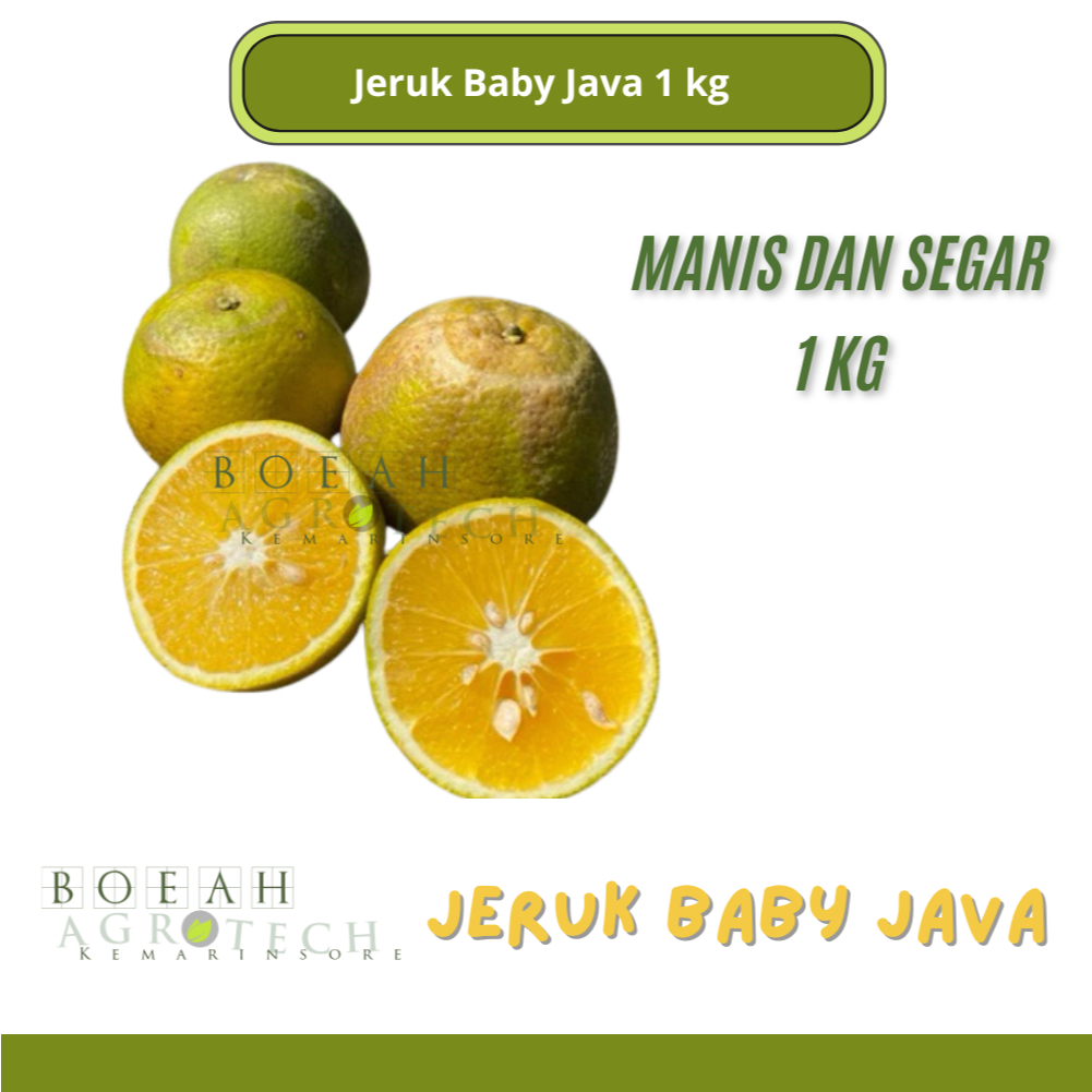 

Buah Jeruk Manis Baby Java/ Jeruk Peras Manis Fresh Petik dari Kebun 1Kg