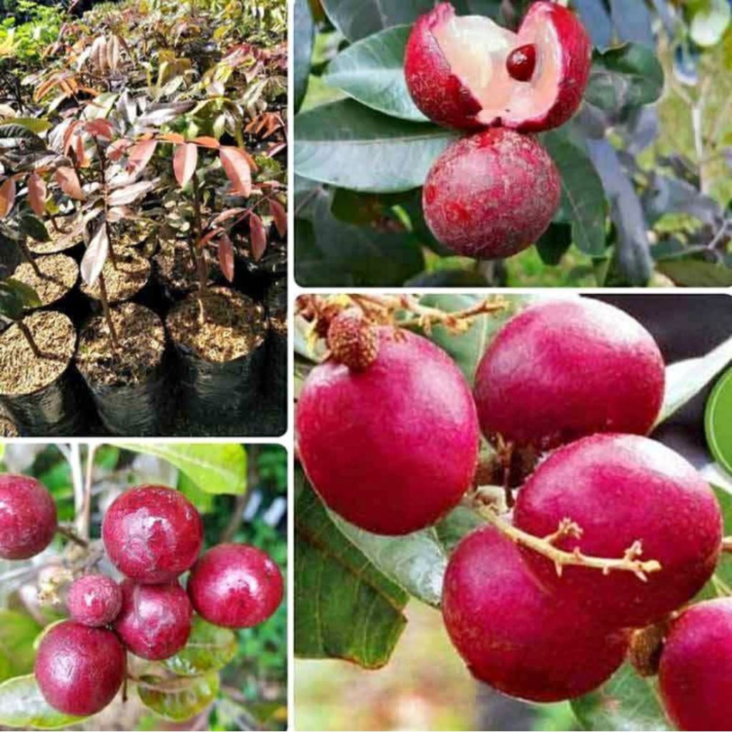 Bibit kelengkeng merah unggul