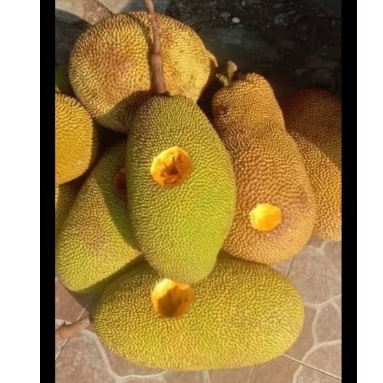 

Nangka Madu 1 glondong utuh, Manis ( ketika sudah matang)