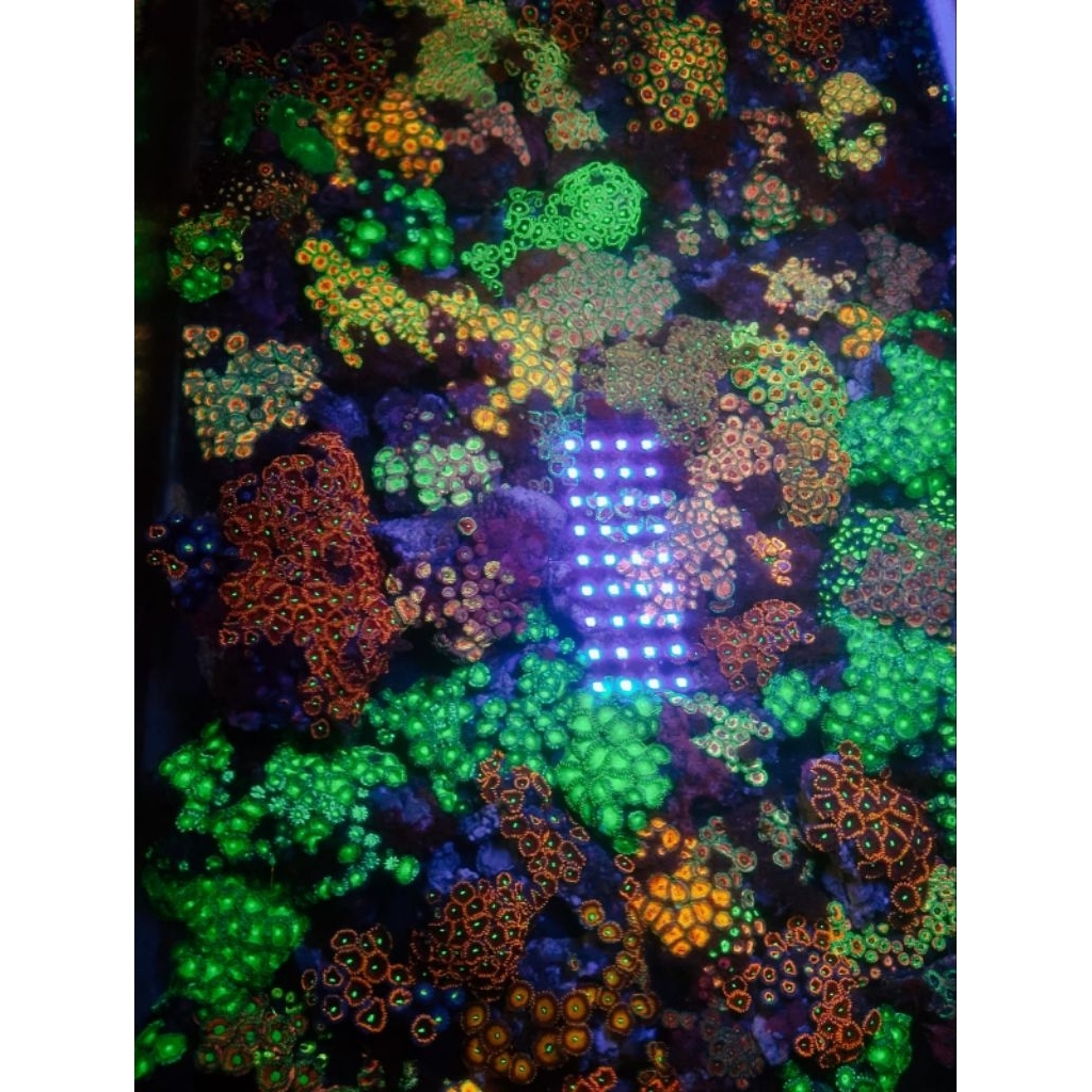 Paket 10 zoa koloni mix warna