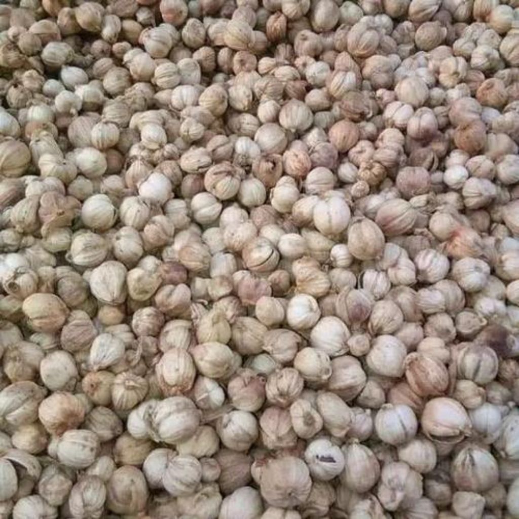 

Kapulaga kering organik 100% asli Jawa 1kg