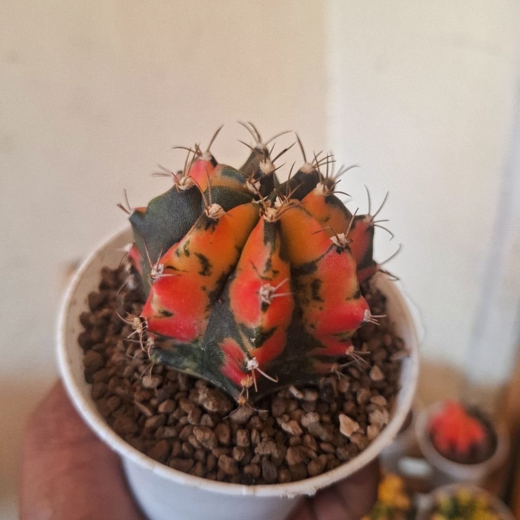 kaktus miha variegata