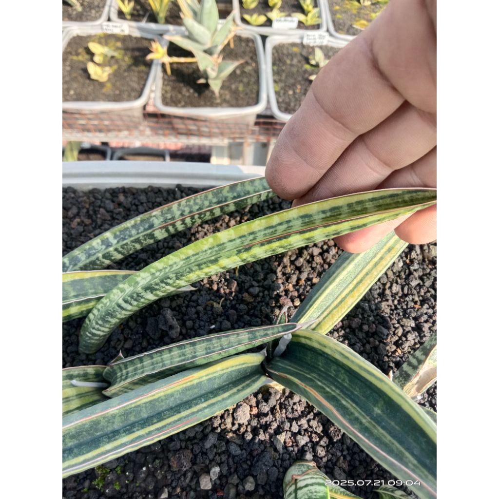 sansevieria fischerry black variegata / lidah mertua fscherry black var