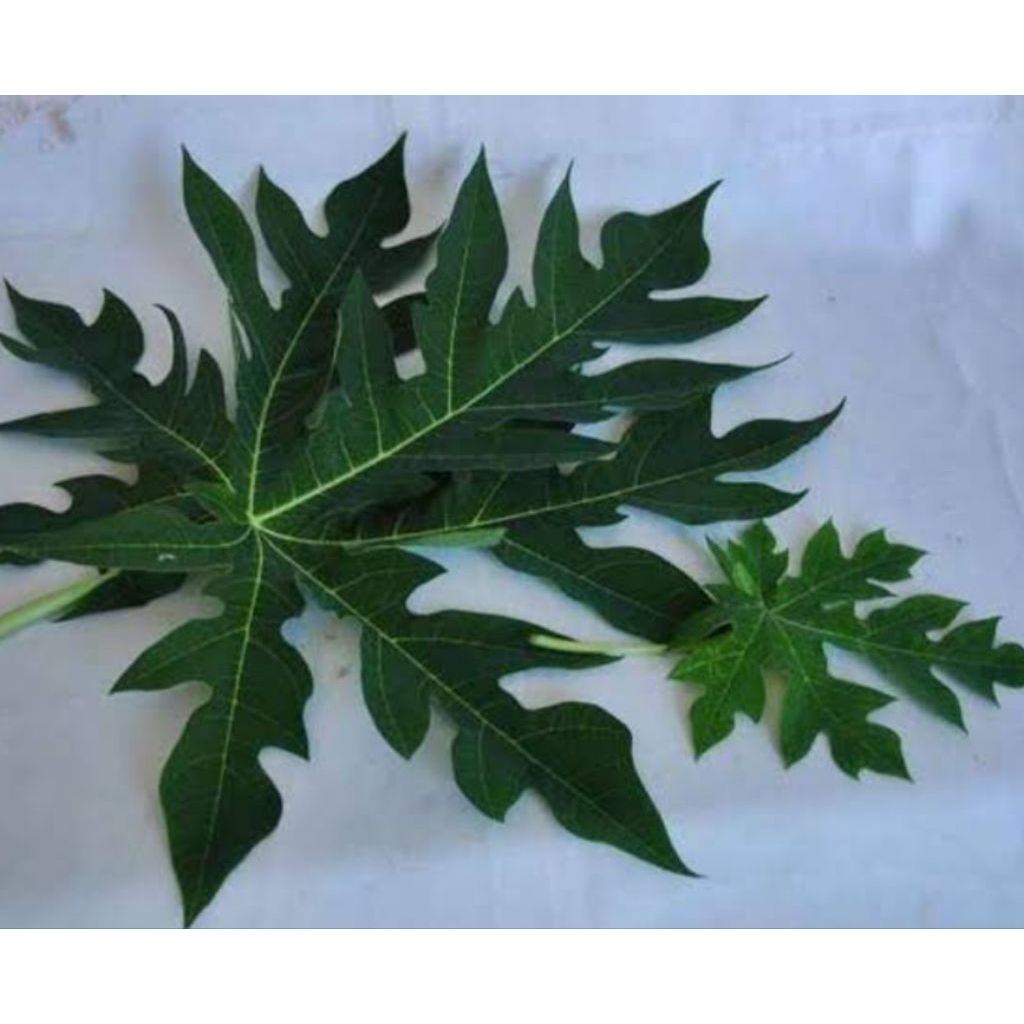 

Daun pepaya tua segar langsung petik 250 gram