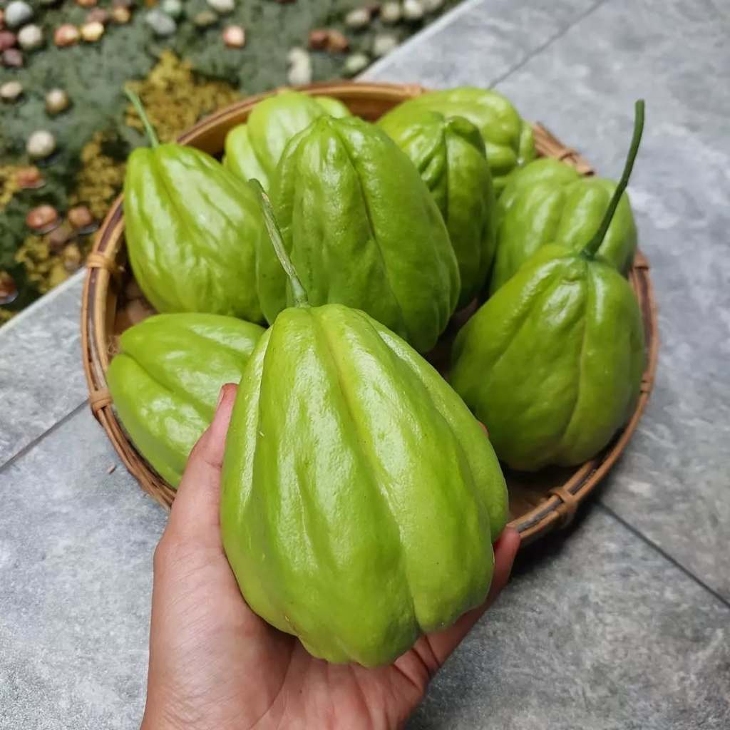 

LABU SIAM SAYUR SEGAR FRESH 1KG / WALUM SAIM UNTUK SAYUR / LANGSUNG PANEN PETIK DADAKAN DARI KEBUN FRESH 1KG
