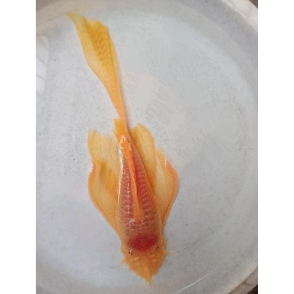 1ndukan Hiasan akuarium Brusmouth Pleco L144 albino slayer 10-15 cm