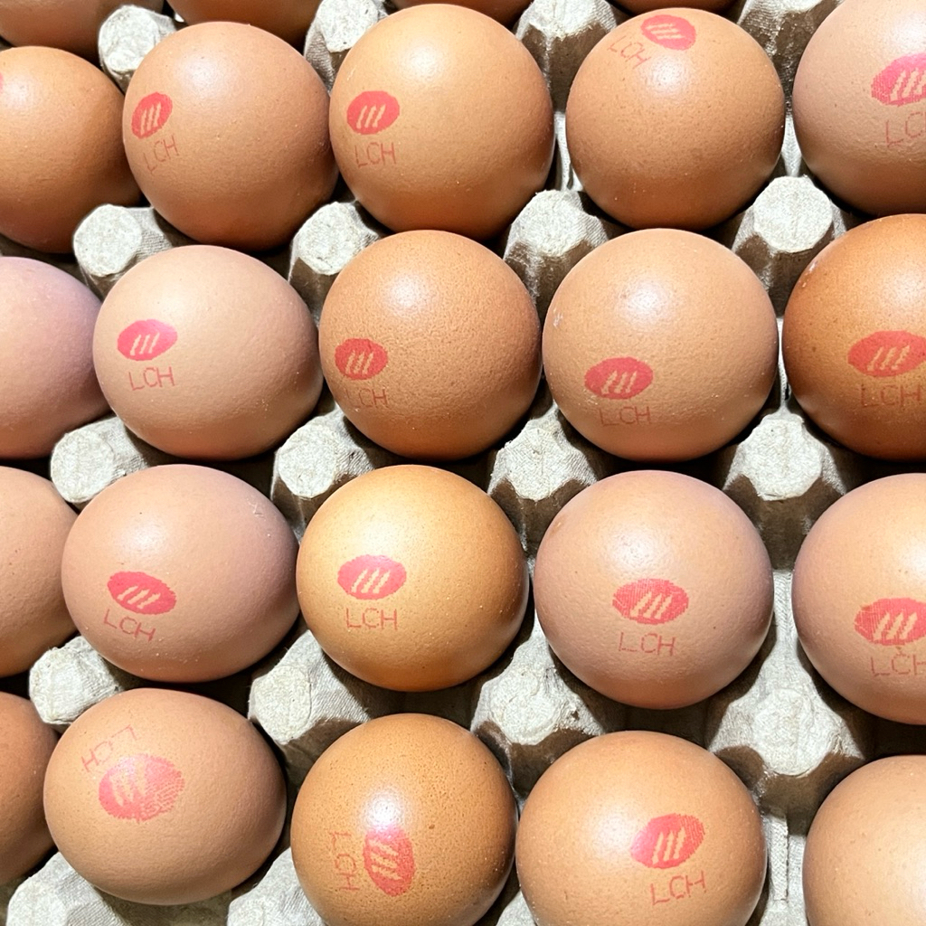 

Telur ayam LCH ( 10 butir )