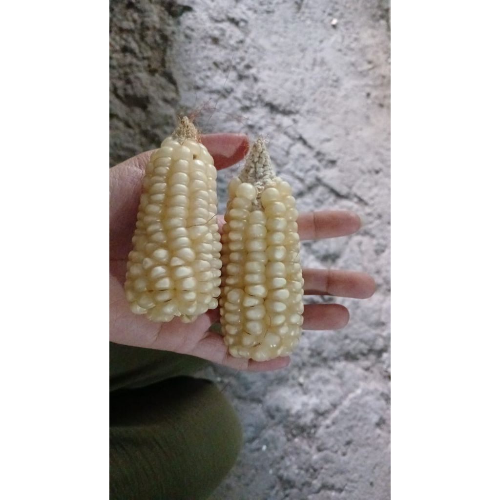 

jagung plus bonggol 2 kg