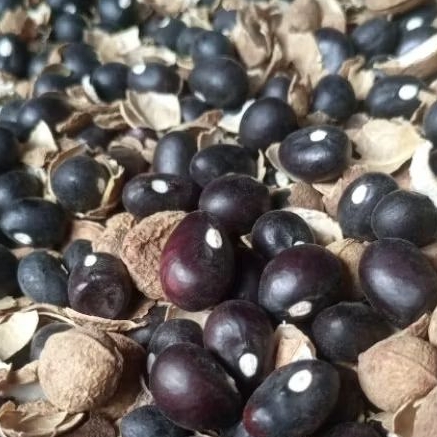 

bibit kacang bogor 100 biji