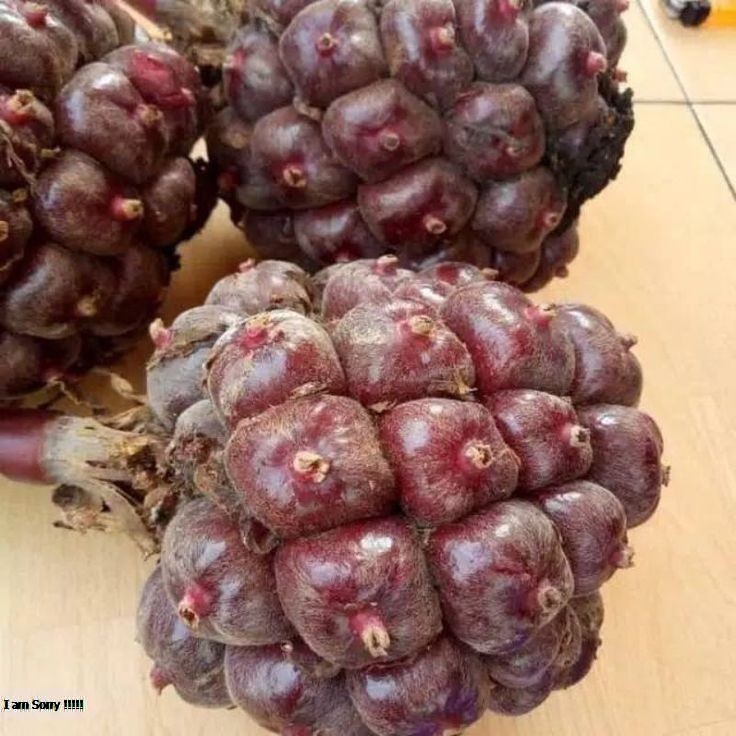 

jual buah honje laka asli per 1kg