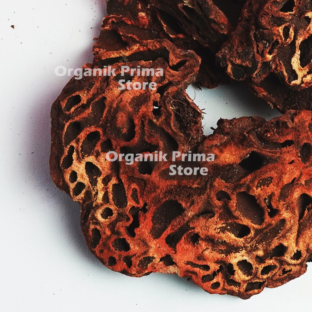 

Sarang Semut Kering 250gr Asli Bersih dan Organik