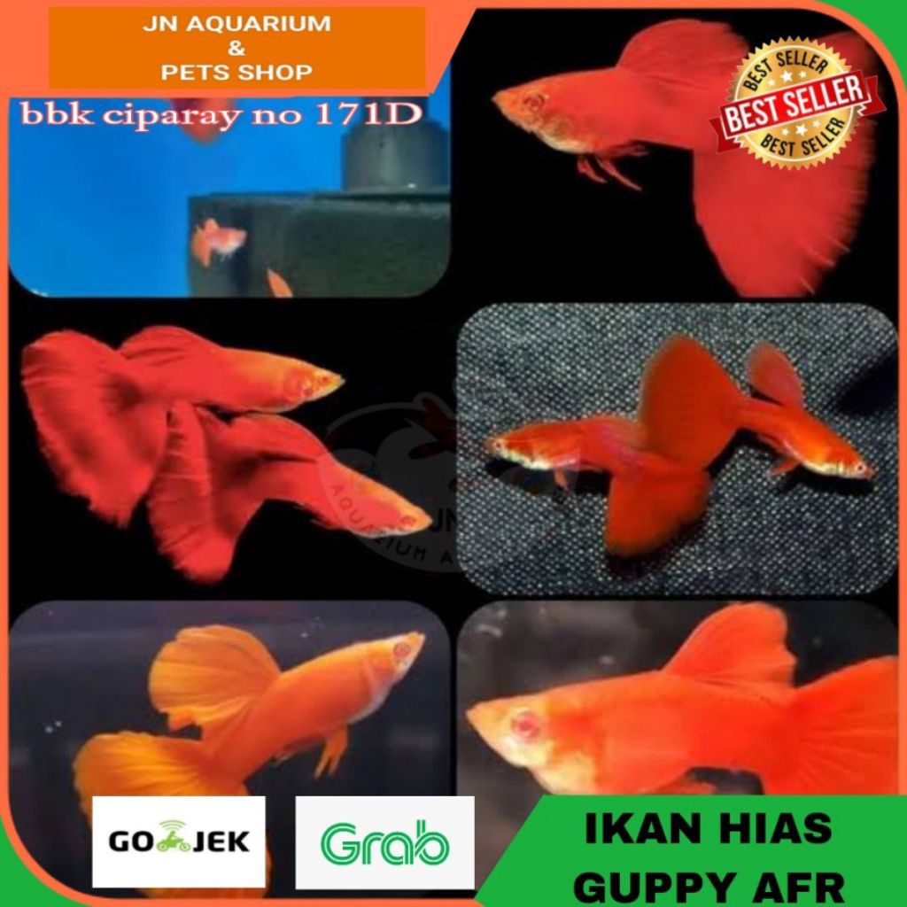 IKAN HIAS GUPPY AFR / IKAN HIAS AIR TAWAR AKUARIUM
