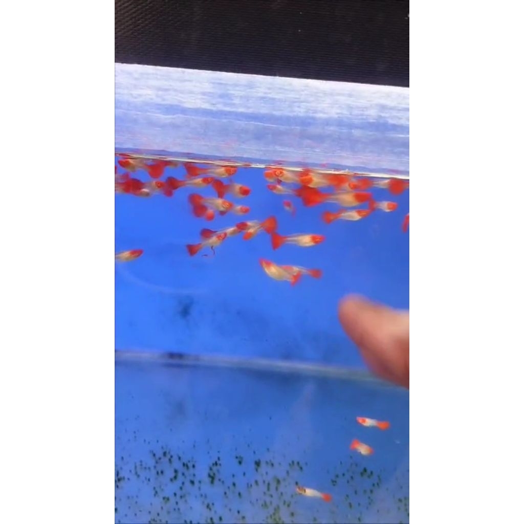 albino koi red ear