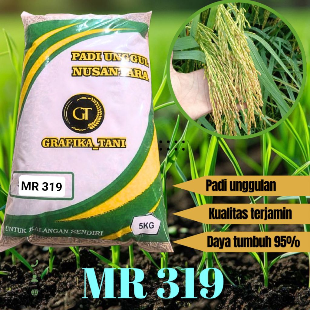 BENIH PADI MR319/5KG