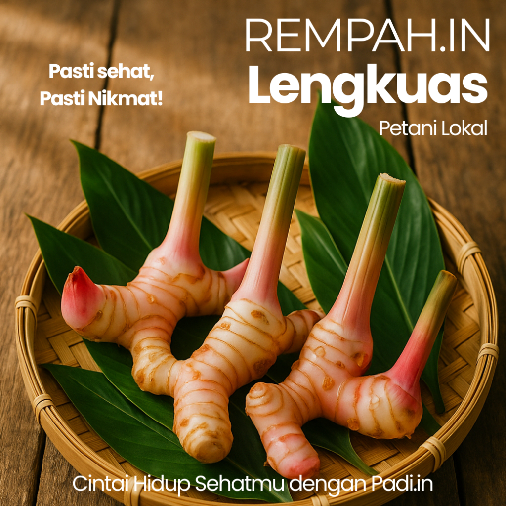 

Lengkuas Segar (Laos) - 1 Kg - Bumbu Masakan Asli - Kualitas Terbaik untuk Masakan Tradisional