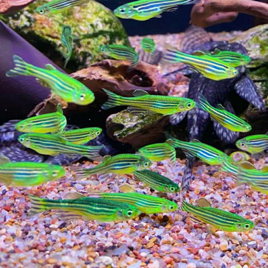 DANIO ZEBRA GREEN SLAYER LIMITED AQUASCAPE stok terbatas
