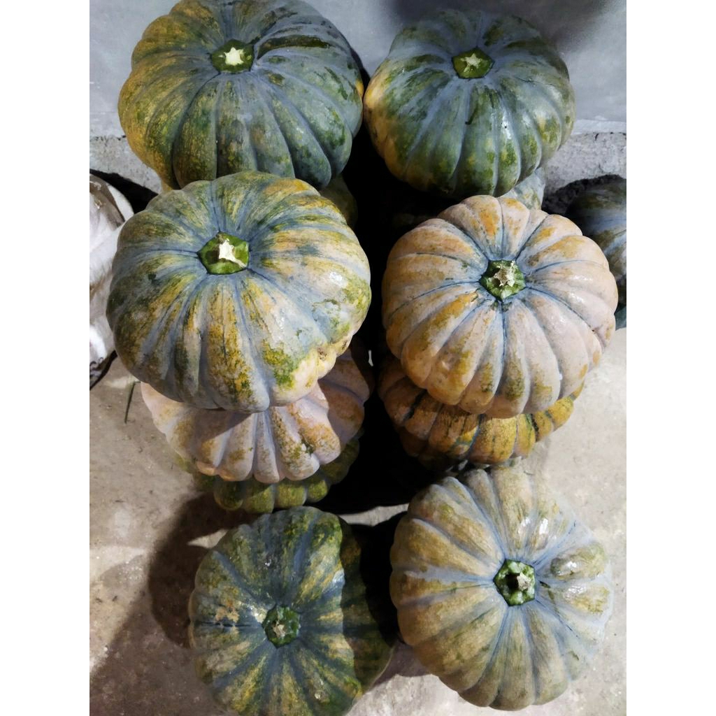 

Labu Kuning / Waloh 1,8kg - 2,3kg fresh pulen