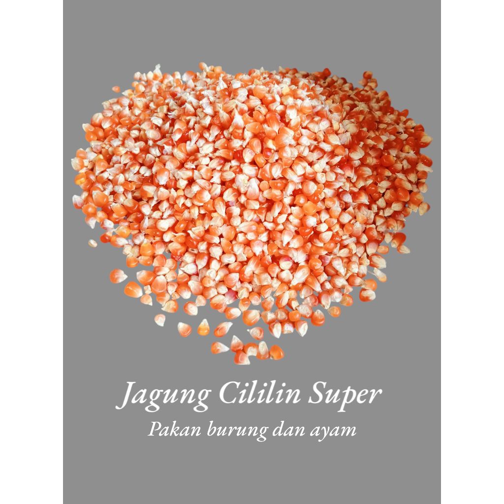 

1 KG JAGUNG CILILIN GRADE A