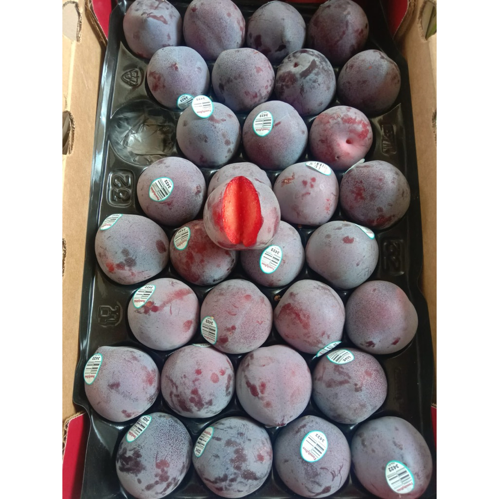 

Plum Black Amerika Serikat Plum Midnight Rose Import | Plum Family Tree Sweet 1 Kg