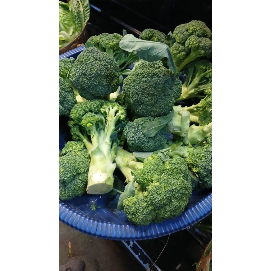 

BROKOLI LOKAL 500gram