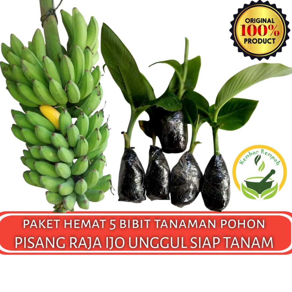 Paket Hemat 5 Bibit Pisang Raja Ijo | BIBIT POHON PISANG IJO Unggul Super Siap Tanam