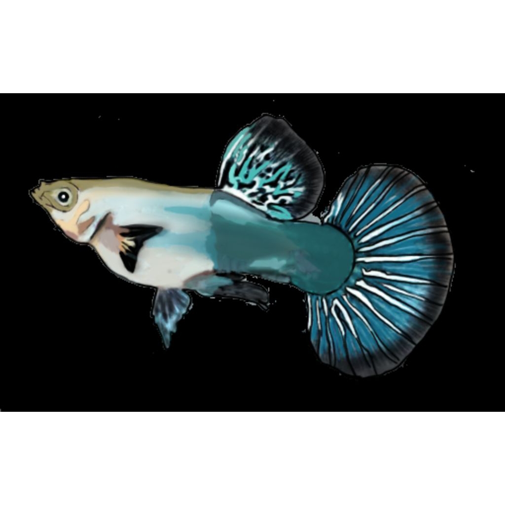 

STIKER GUPPY RED DRAGON REMAJA