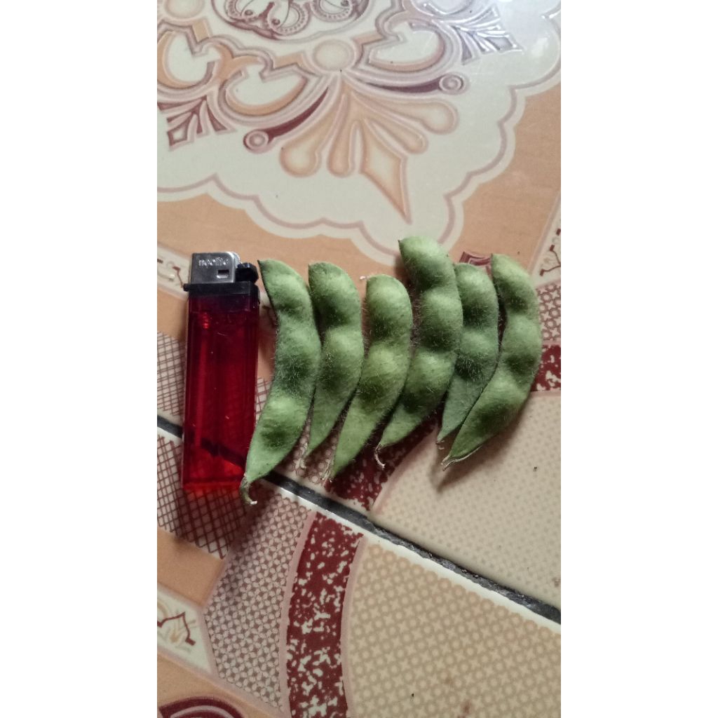 

kacang edamme unggul berkualitas